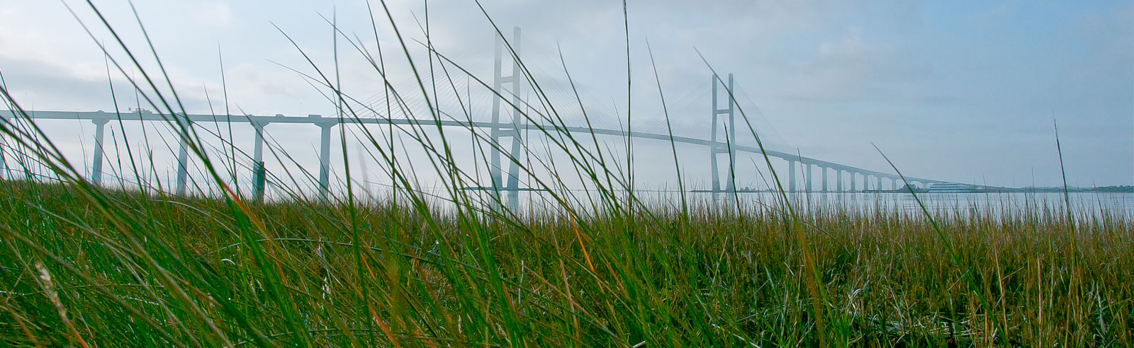 Grass Field - Premiere Real Estate Group
